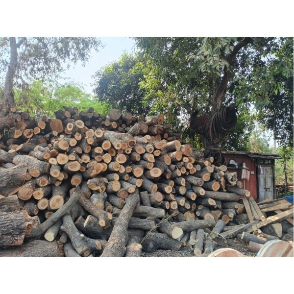 Neem Wooden Logs